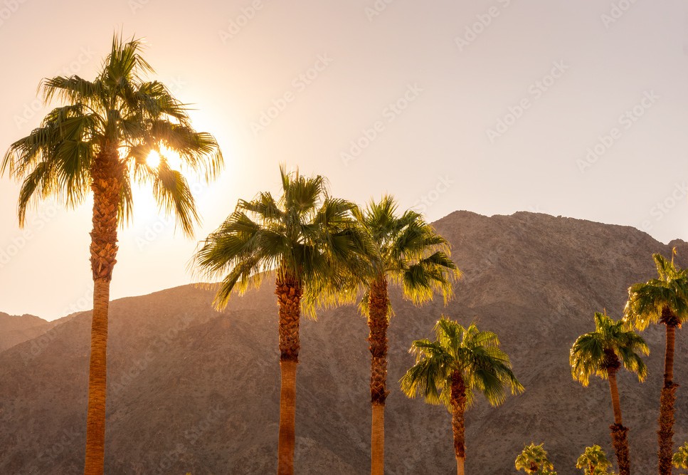 palm